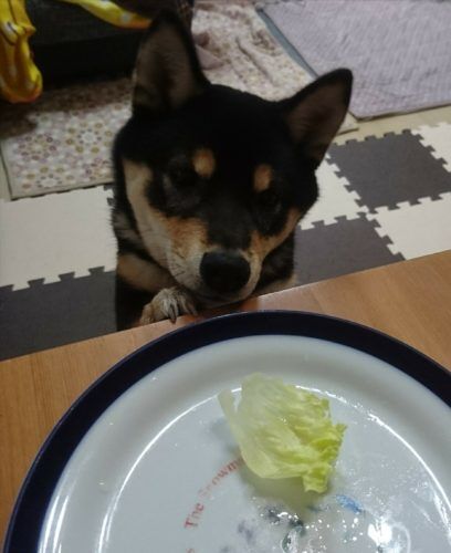 おおはら村鍼灸整骨院のホームページをリニューアルしました。