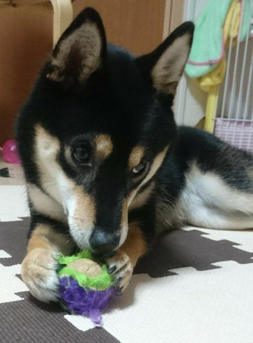 おおはら村鍼灸整骨院のホームページをリニューアルしました。