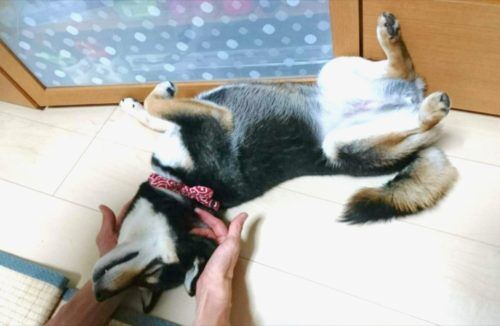 おおはら村鍼灸整骨院のホームページをリニューアルしました。