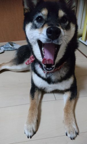 おおはら村鍼灸整骨院のホームページをリニューアルしました。