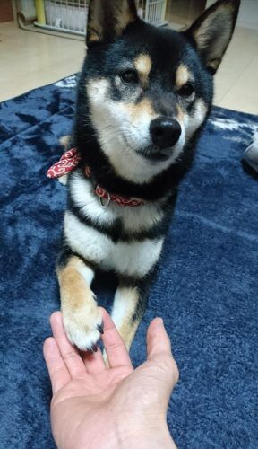 おおはら村鍼灸整骨院のホームページをリニューアルしました。