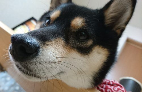 おおはら村鍼灸整骨院のホームページをリニューアルしました。