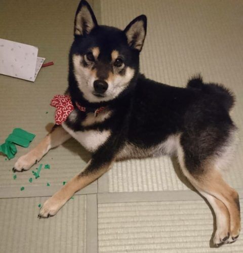 おおはら村鍼灸整骨院のホームページをリニューアルしました。