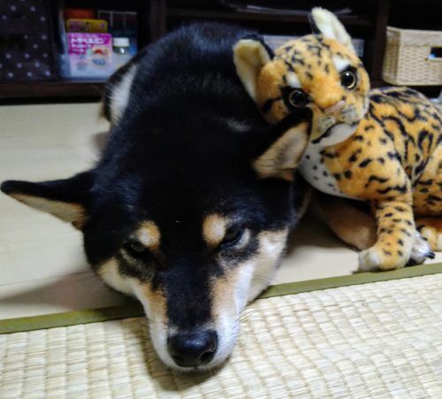 おおはら村鍼灸整骨院のホームページをリニューアルしました。
