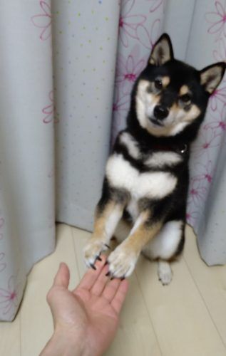 おおはら村鍼灸整骨院のホームページをリニューアルしました。