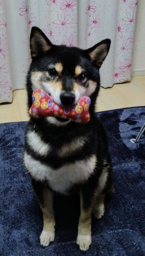 おおはら村鍼灸整骨院のホームページをリニューアルしました。