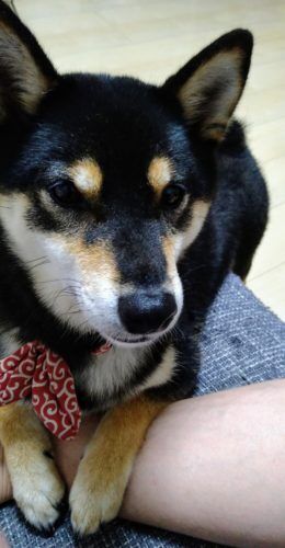 おおはら村鍼灸整骨院のホームページをリニューアルしました。