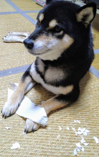 おおはら村鍼灸整骨院のホームページをリニューアルしました。