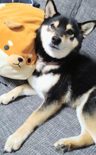 おおはら村鍼灸整骨院のホームページをリニューアルしました。