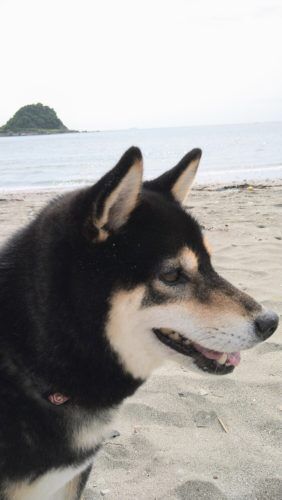 おおはら村鍼灸整骨院のホームページをリニューアルしました。