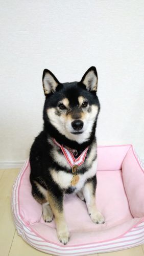 おおはら村鍼灸整骨院のホームページをリニューアルしました。
