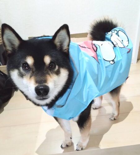 おおはら村鍼灸整骨院のホームページをリニューアルしました。