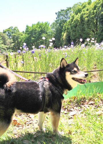おおはら村鍼灸整骨院のホームページをリニューアルしました。