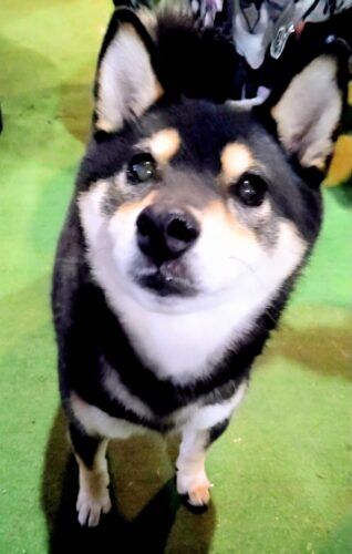 おおはら村鍼灸整骨院のホームページをリニューアルしました。